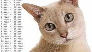 Jak správně určit věk kočky nebo kočky